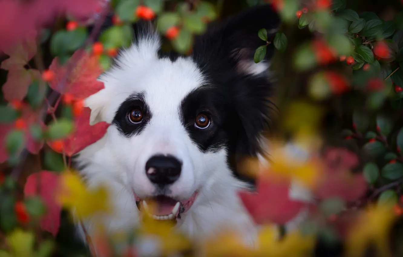 Photo wallpaper autumn, look, face, leaves, berries, dog, bokeh, The border collie
