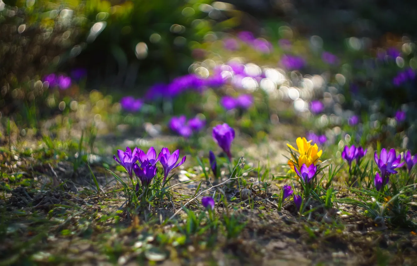 Photo wallpaper flowers, nature, spring