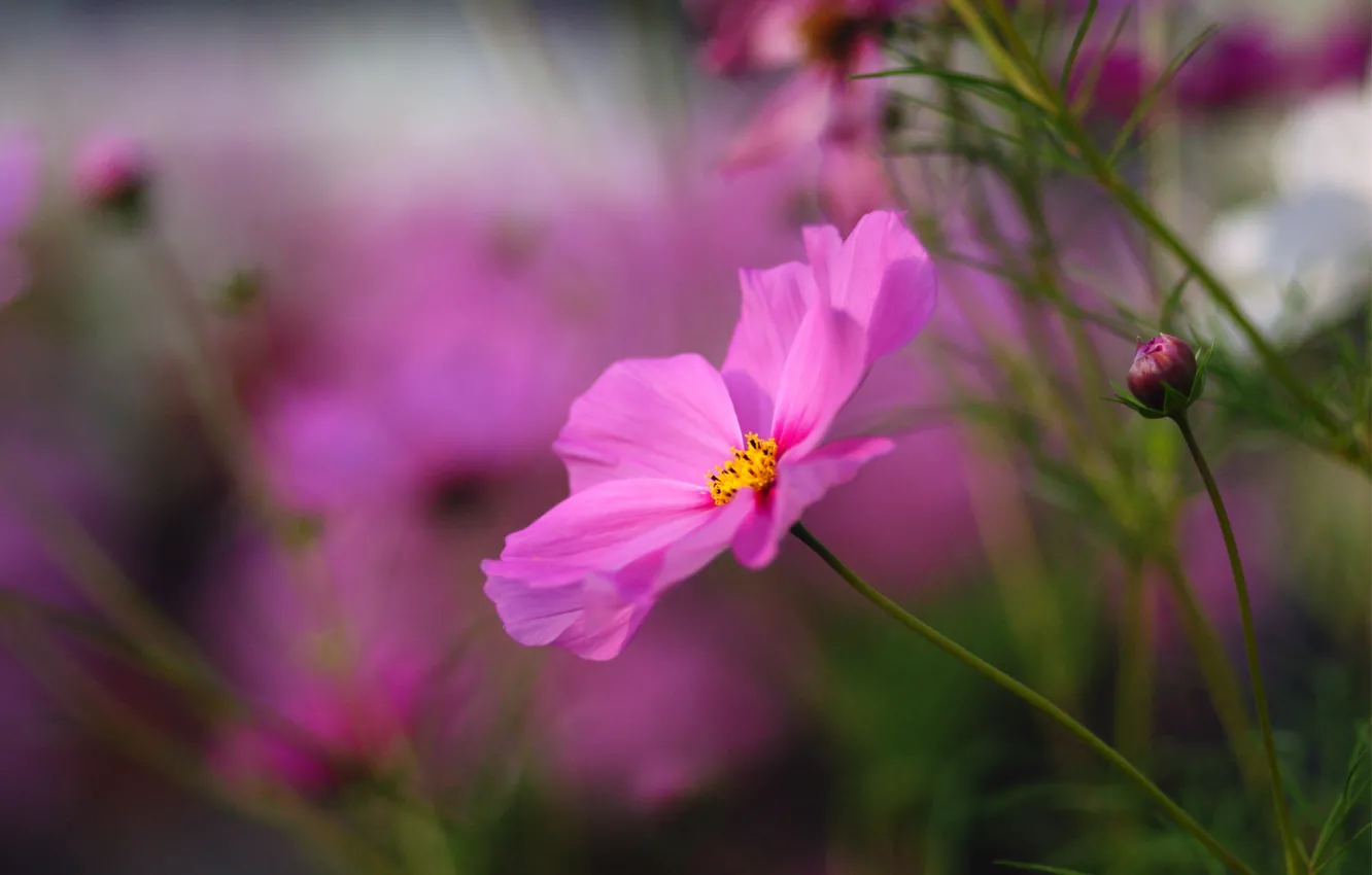 Photo wallpaper flower, macro, flowers, bright, pink, blur, buds, Kosmeya