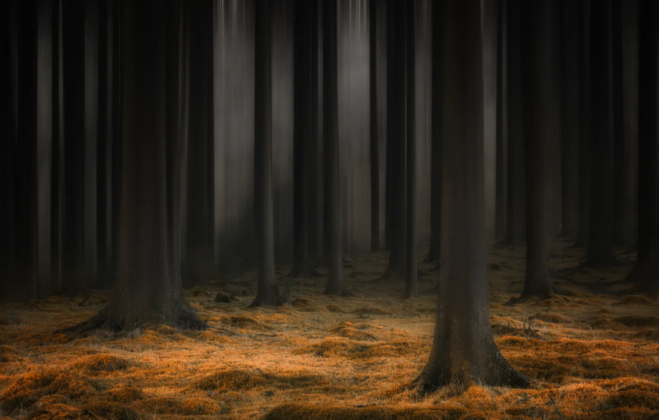 Photo wallpaper autumn, forest, nature