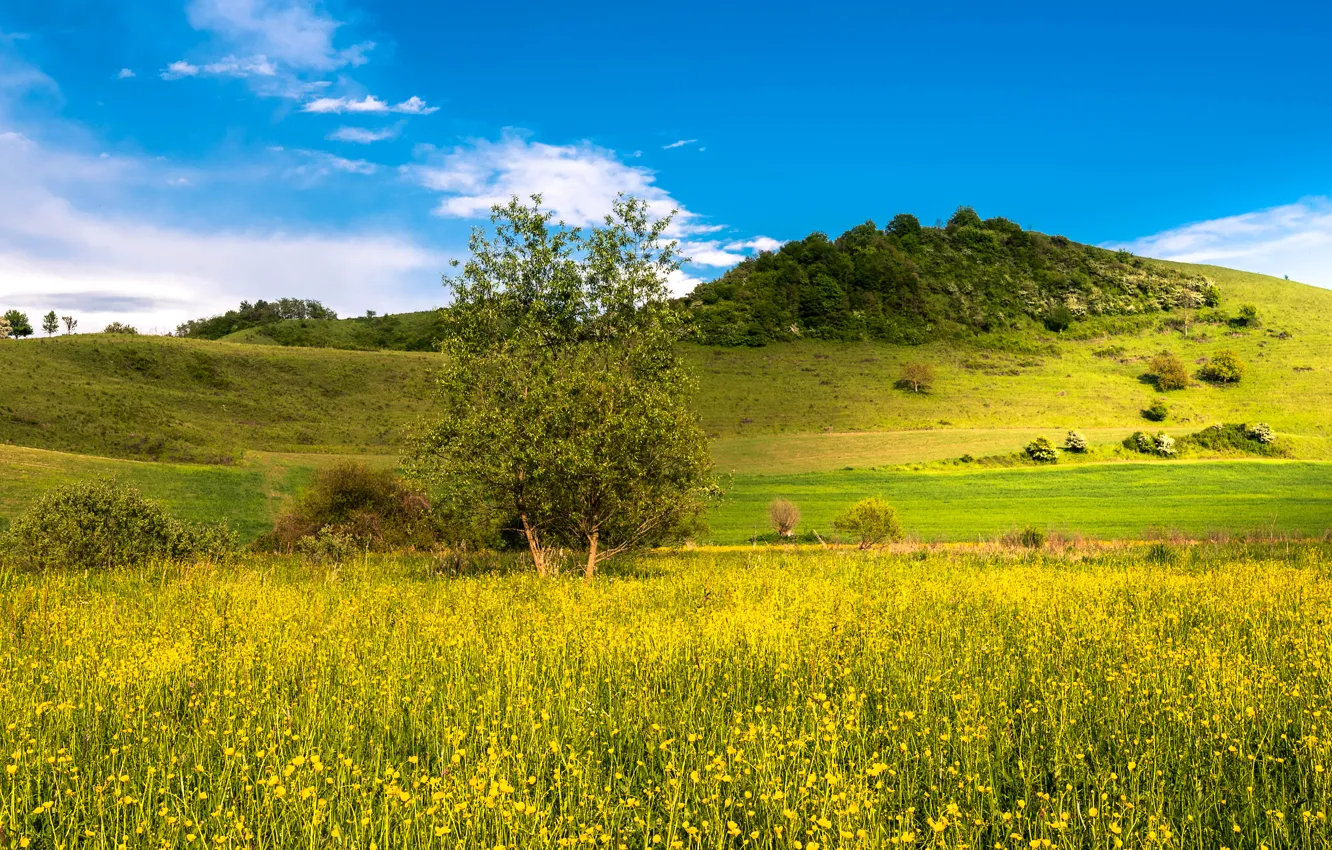 Photo wallpaper field, summer, grass, flowers, hills, yellow, meadow, the bushes