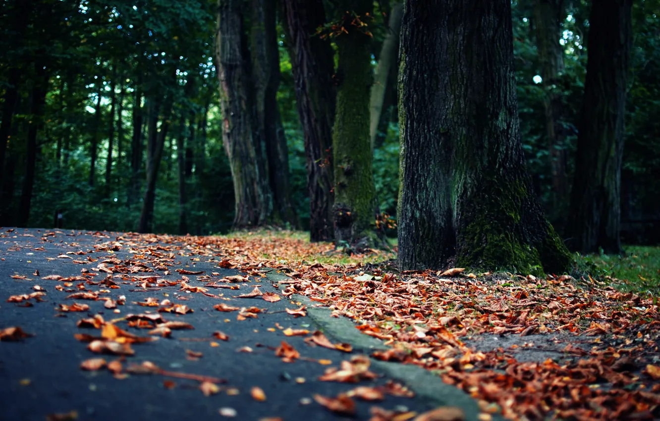 Photo wallpaper road, forest, leaves, landscape, nature