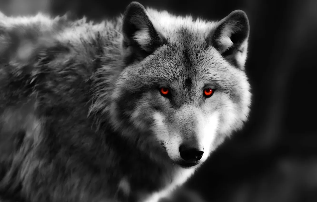 Photo wallpaper Predator, nature, snow, face, animal, wolf, canis lupus, wildlife