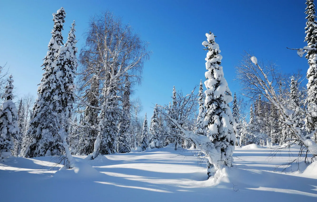 Photo wallpaper winter, forest, the sky, snow, trees, tree, spruce, morning
