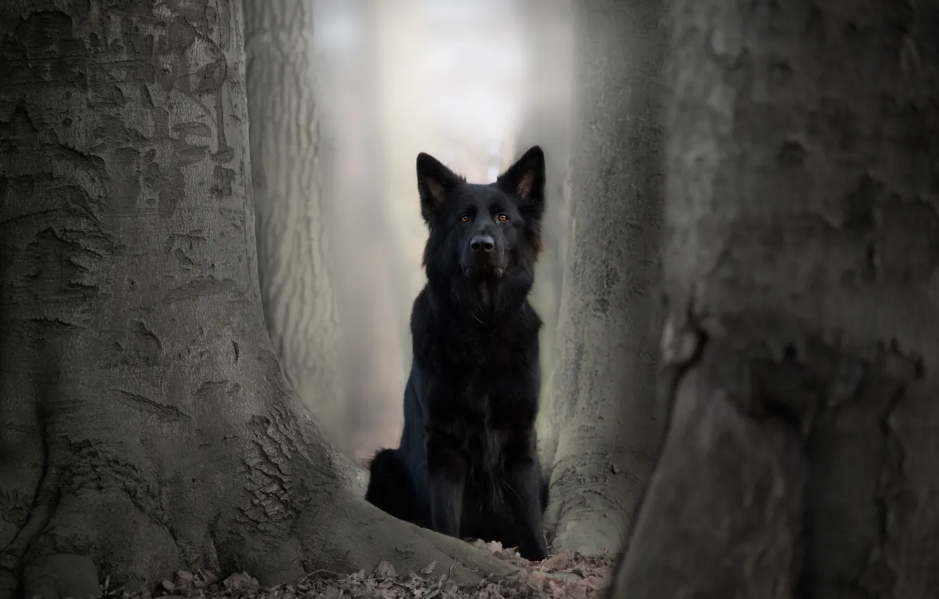 Photo wallpaper trees, dog, German shepherd