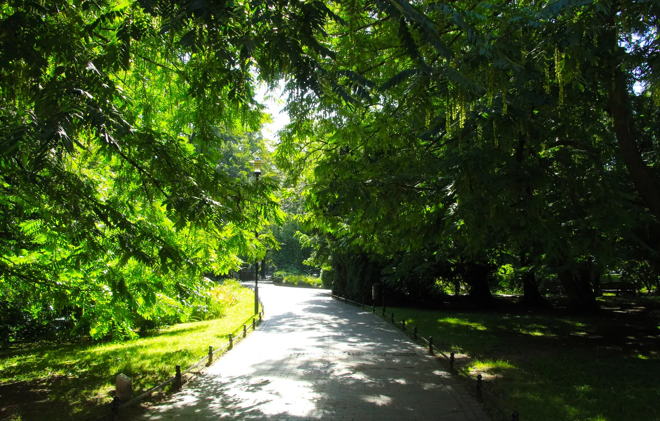 Photo wallpaper green, trees, park, alley