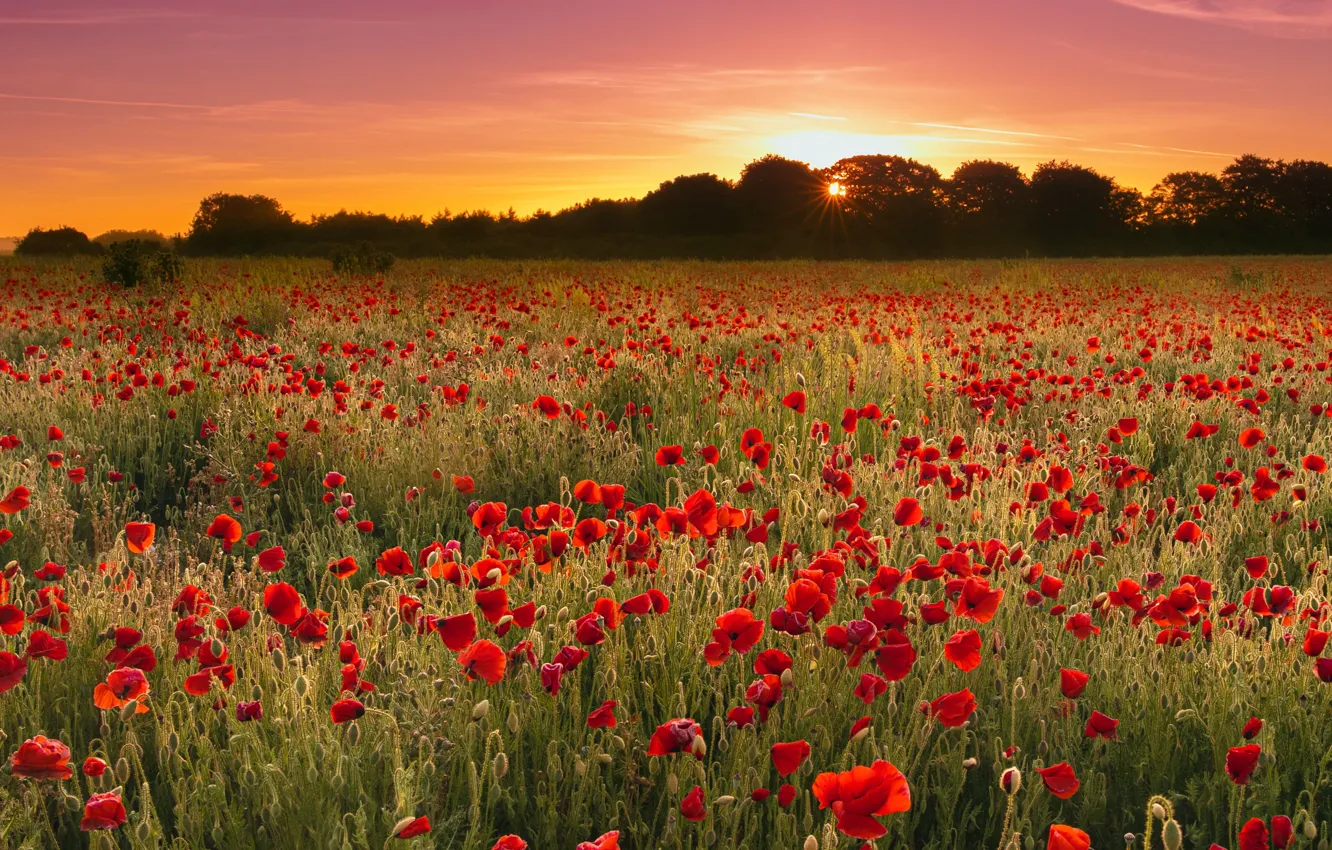 Photo wallpaper field, sunset, Maki