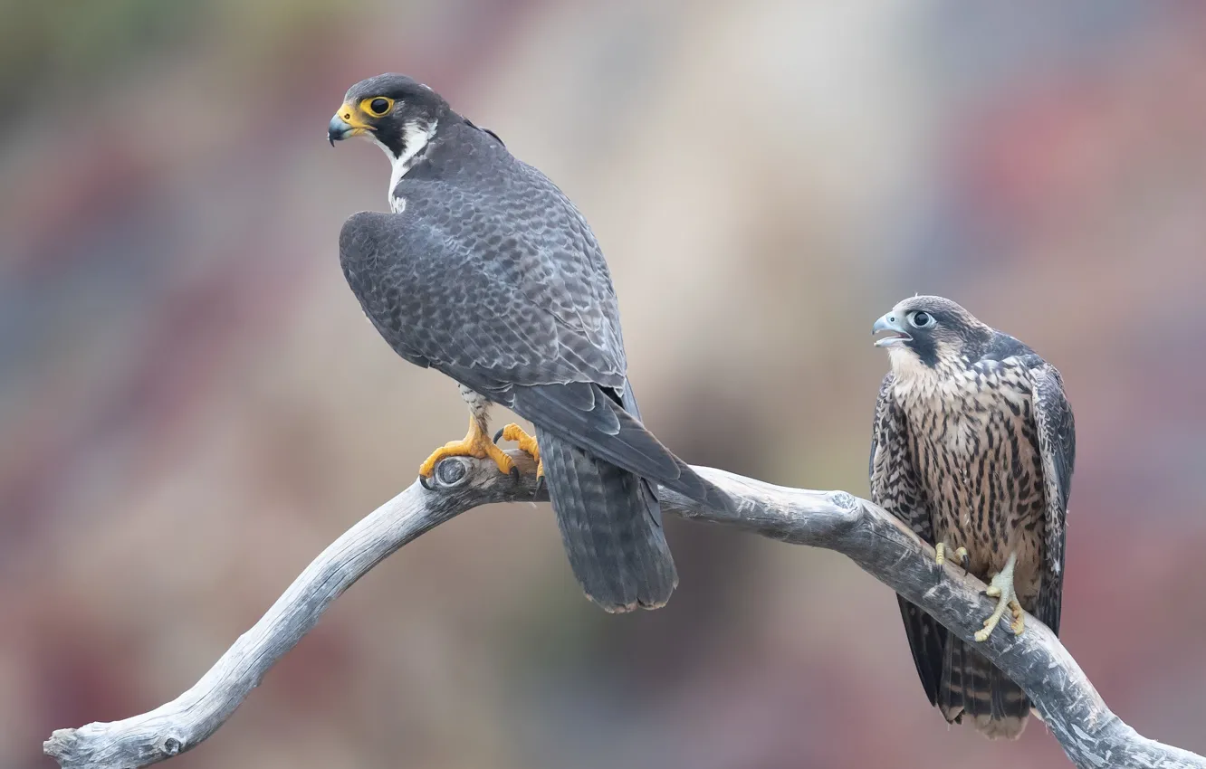 Photo wallpaper branches, background, bird, two, pair, Falcon, Duo, two birds