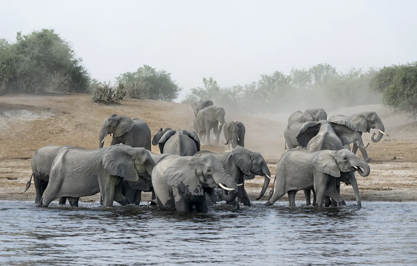 Photo wallpaper river, elephant, dust, drink, the herd