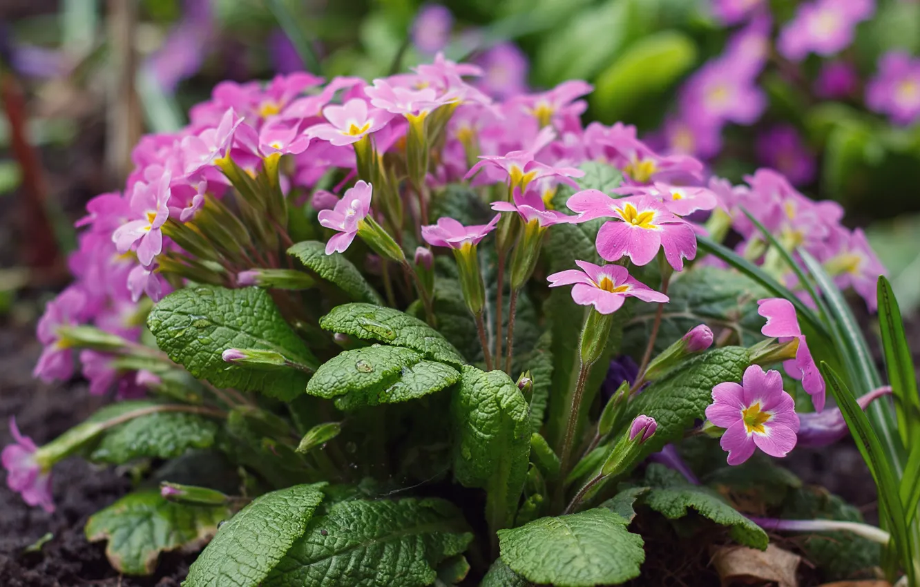 Photo wallpaper leaves, flowers, garden, pink, flowers, flowerbed, bushes, spring