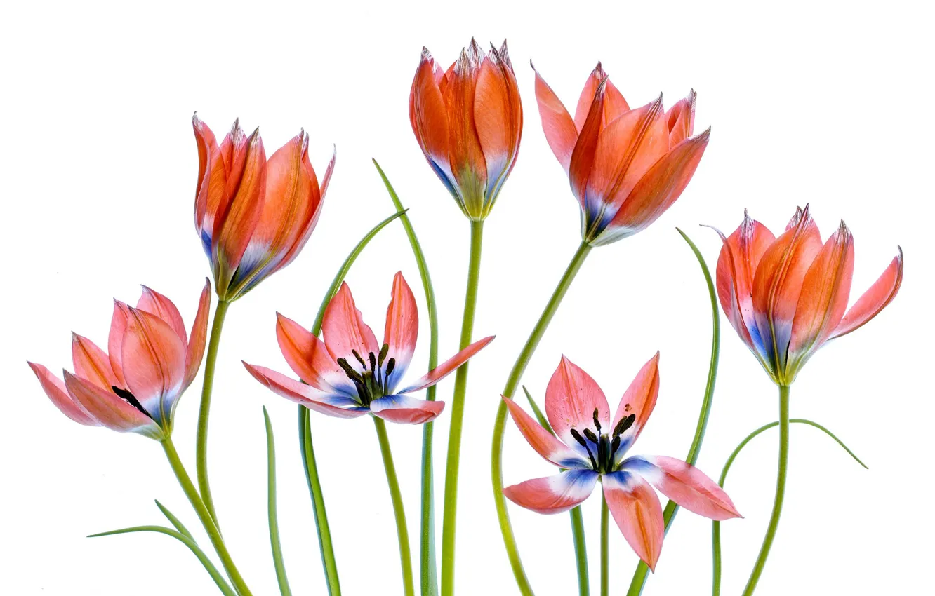 Photo wallpaper flowers, tulips, light background