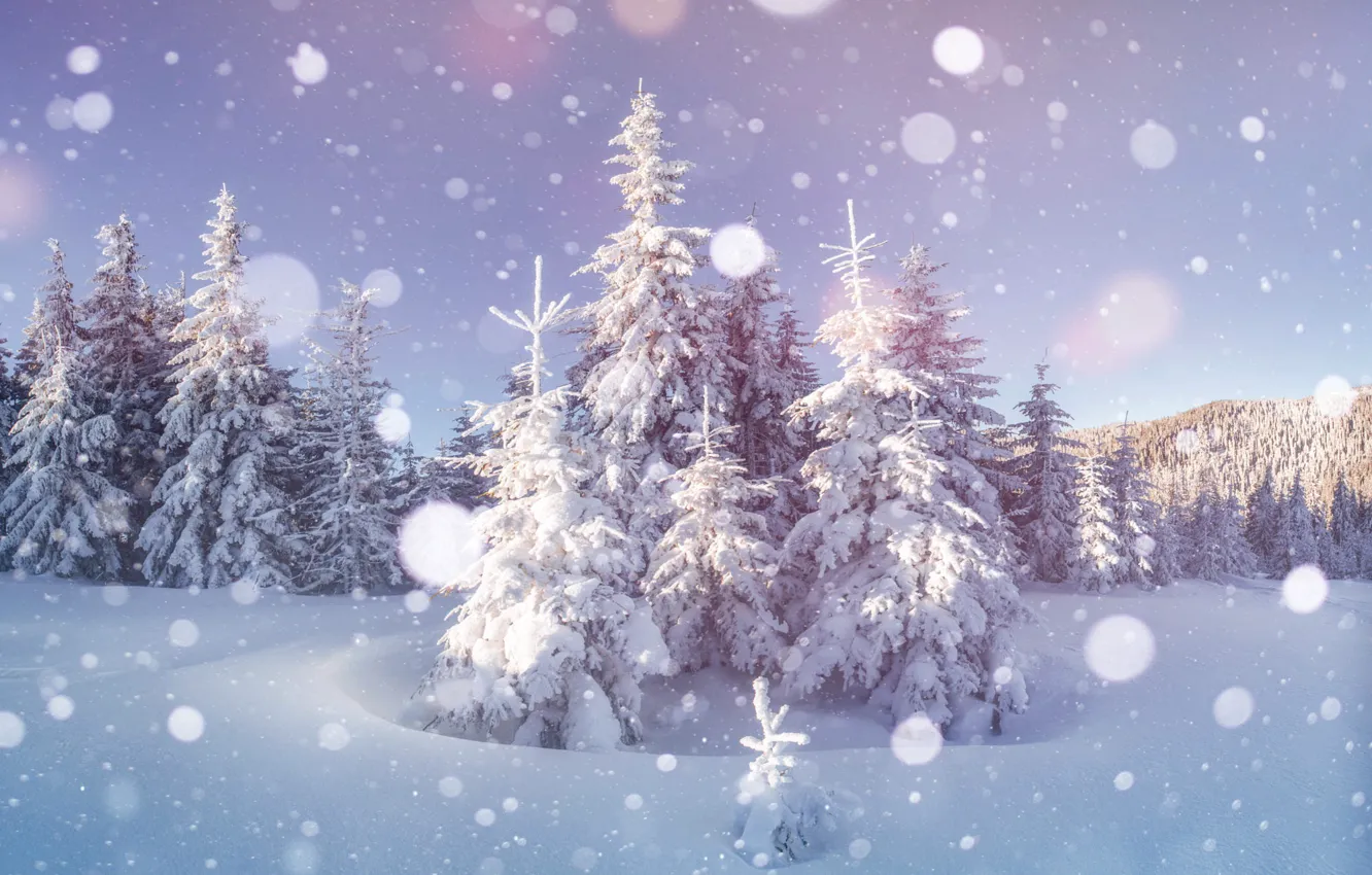 Photo wallpaper winter, forest, light, snow, in the snow, treatment, ate, the snow