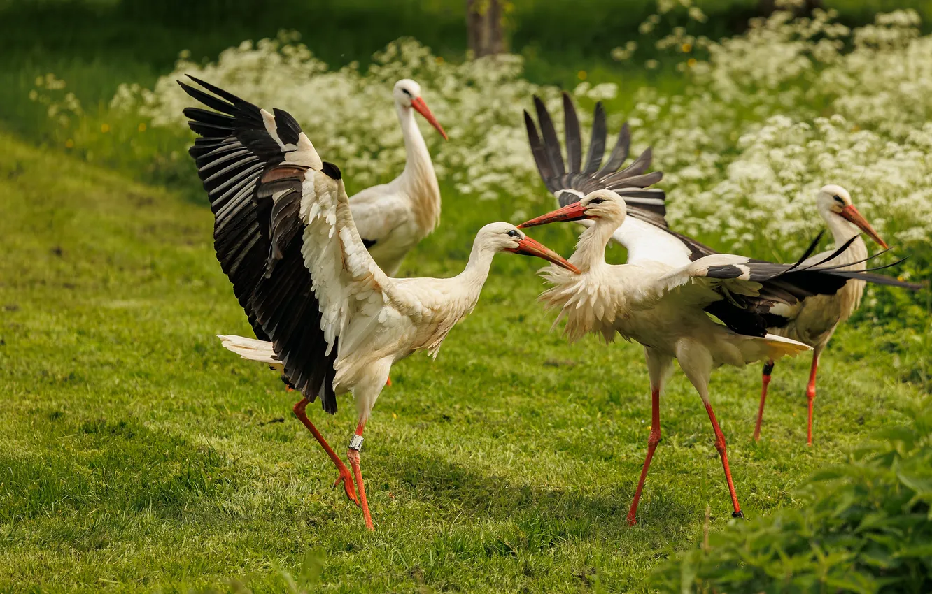 Photo wallpaper bird, pair, stork