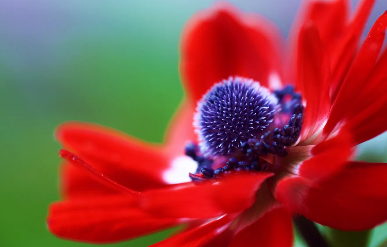 Photo wallpaper macro, flowers, red, petals, anemones