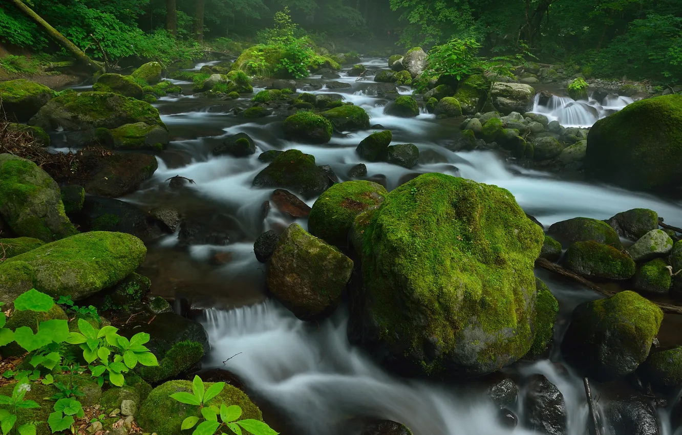 Photo wallpaper forest, trees, river, stream, stones, moss