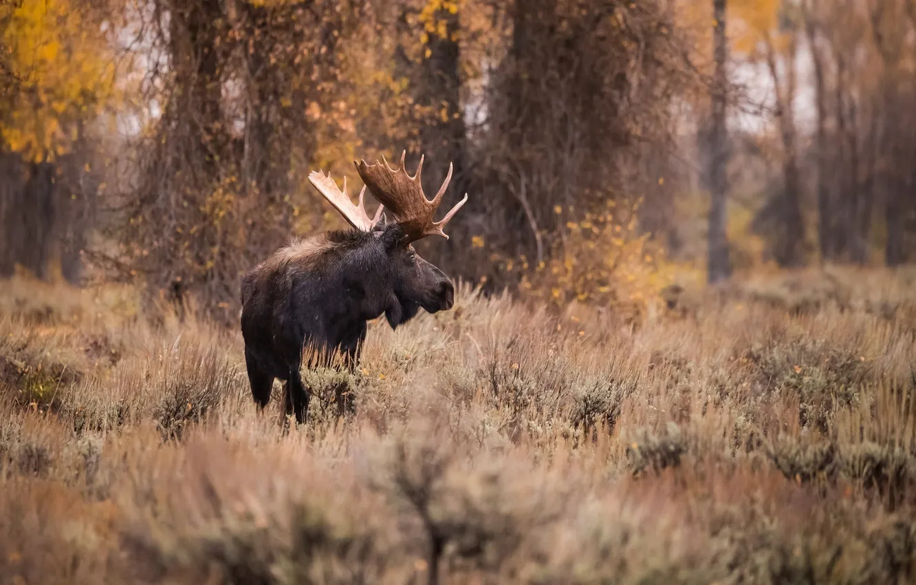 Photo wallpaper autumn, forest, horns, profile, moose