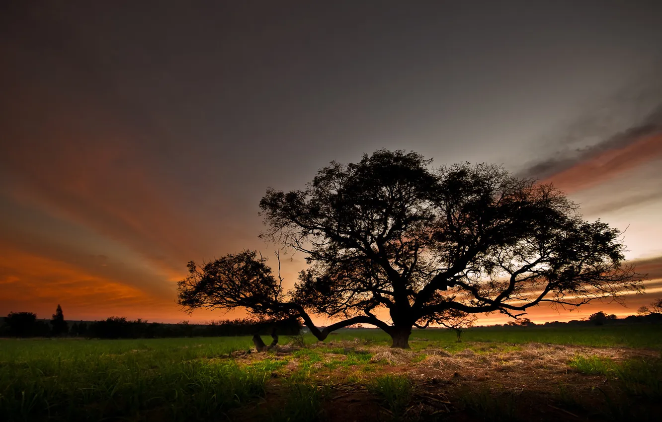 Photo wallpaper field, the sky, trees, nature, the evening