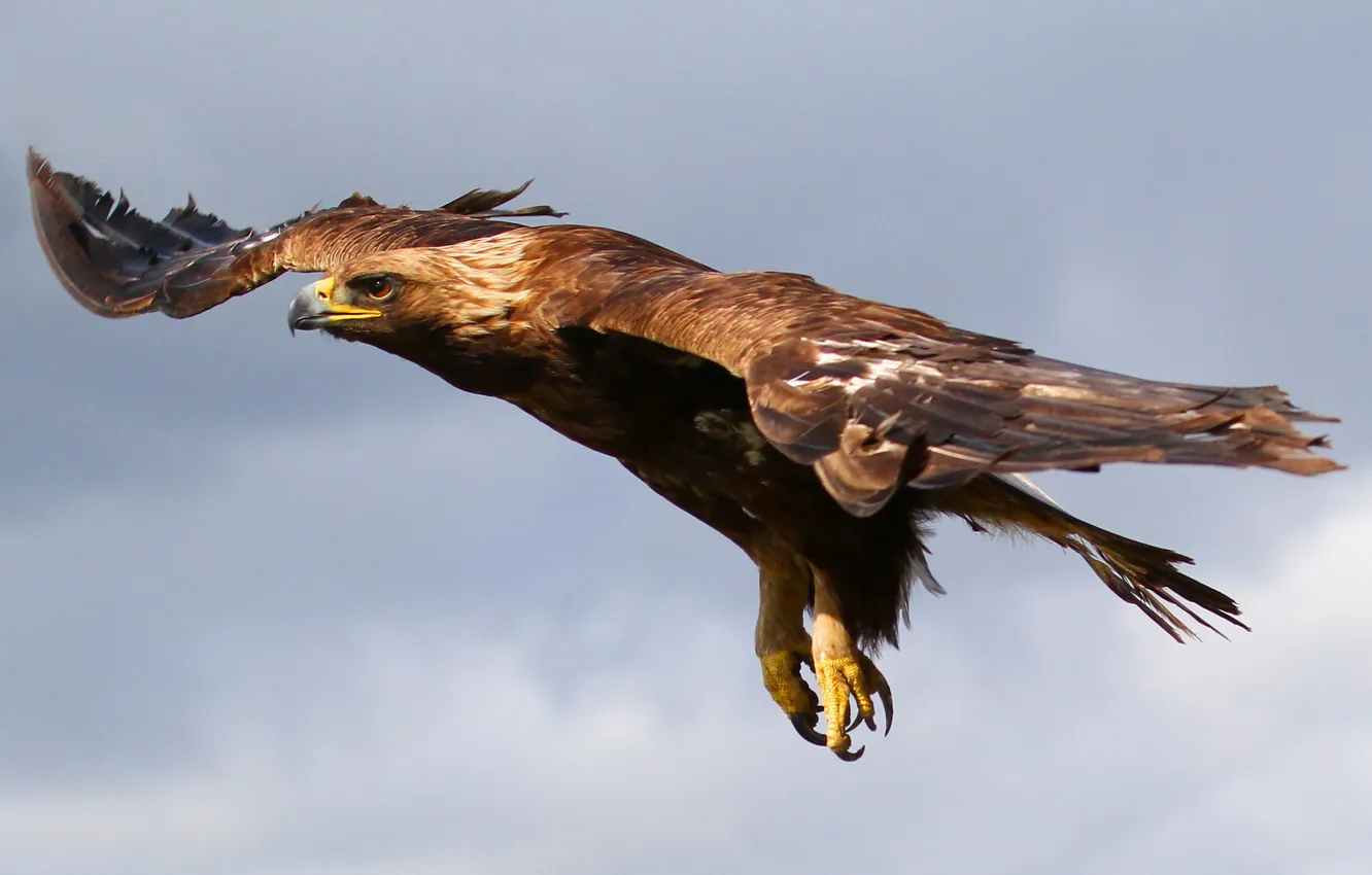 Photo wallpaper the sky, flight, bird, eagle