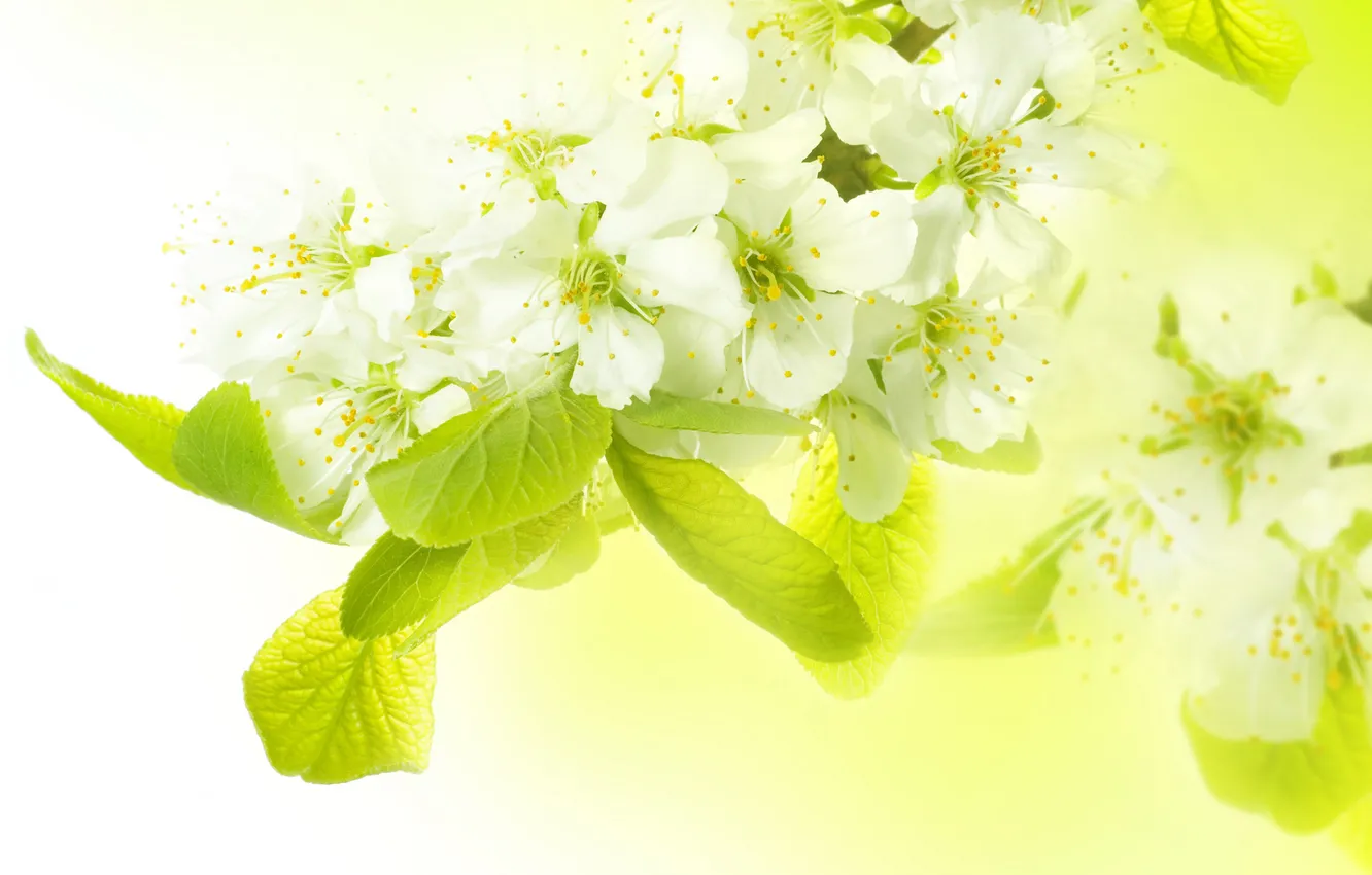 Photo wallpaper spring, Apple, branch. flowers