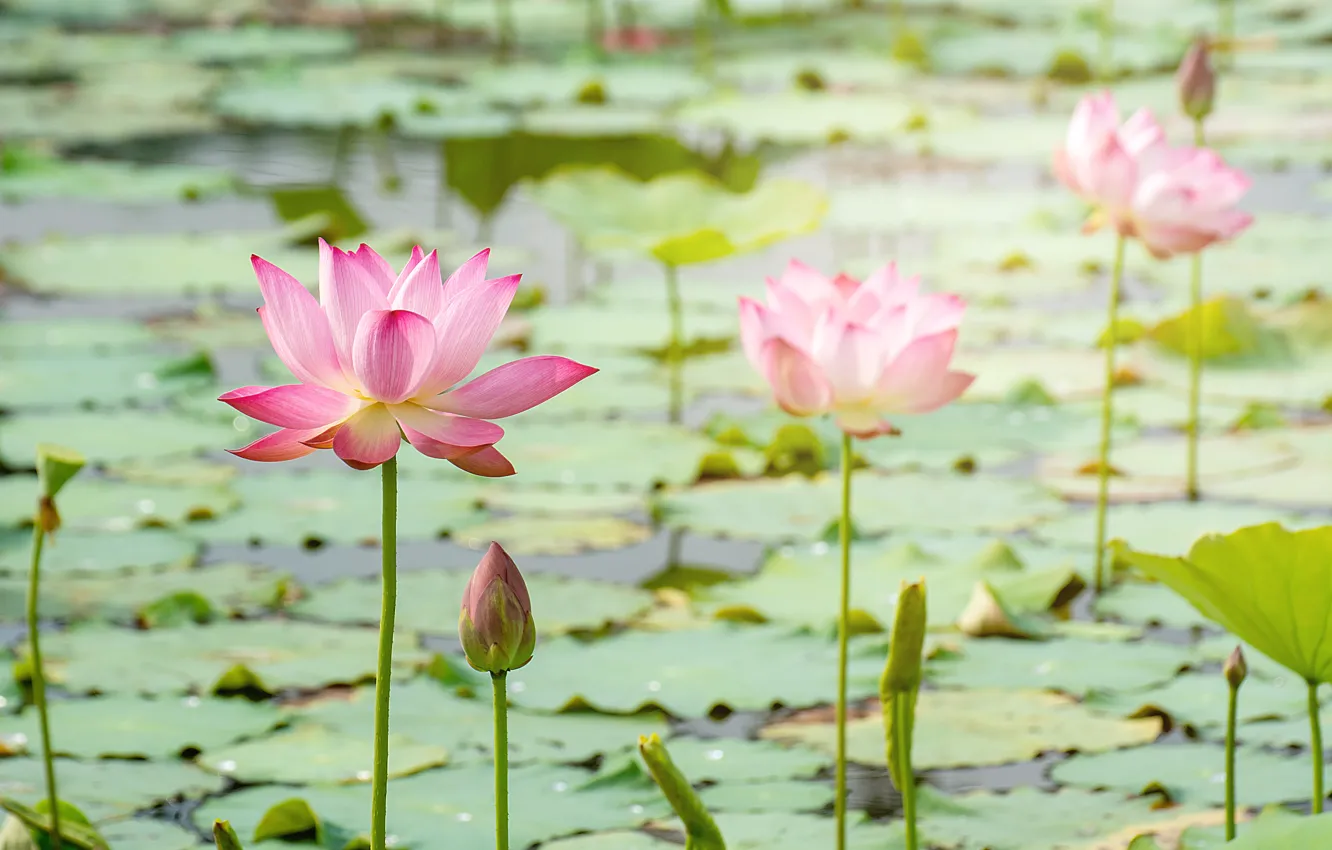 Photo wallpaper flowers, lake, Lotus, Lotus, pink, buds, pink, flowers