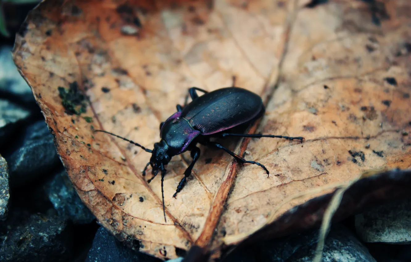 Photo wallpaper beetle, body, Insect, black. legs
