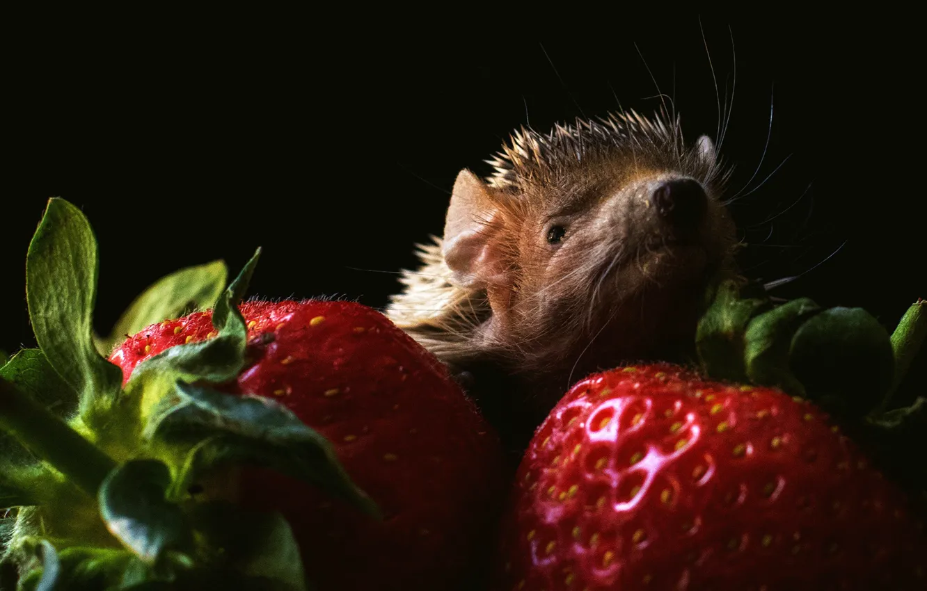 Photo wallpaper mustache, look, light, red, berries, portrait, strawberry, muzzle