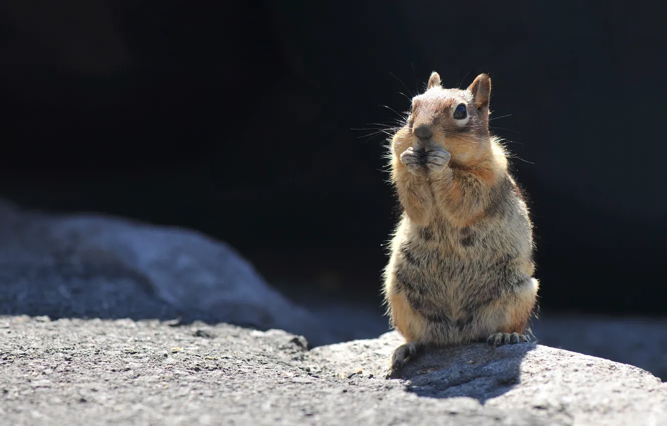 Photo wallpaper stones, ate, protein, red