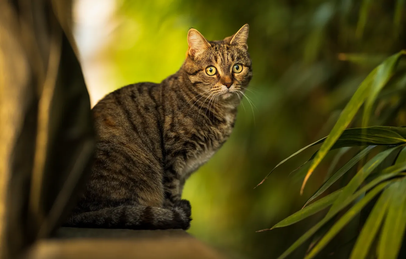 Photo wallpaper cat, cat, look, pose, face