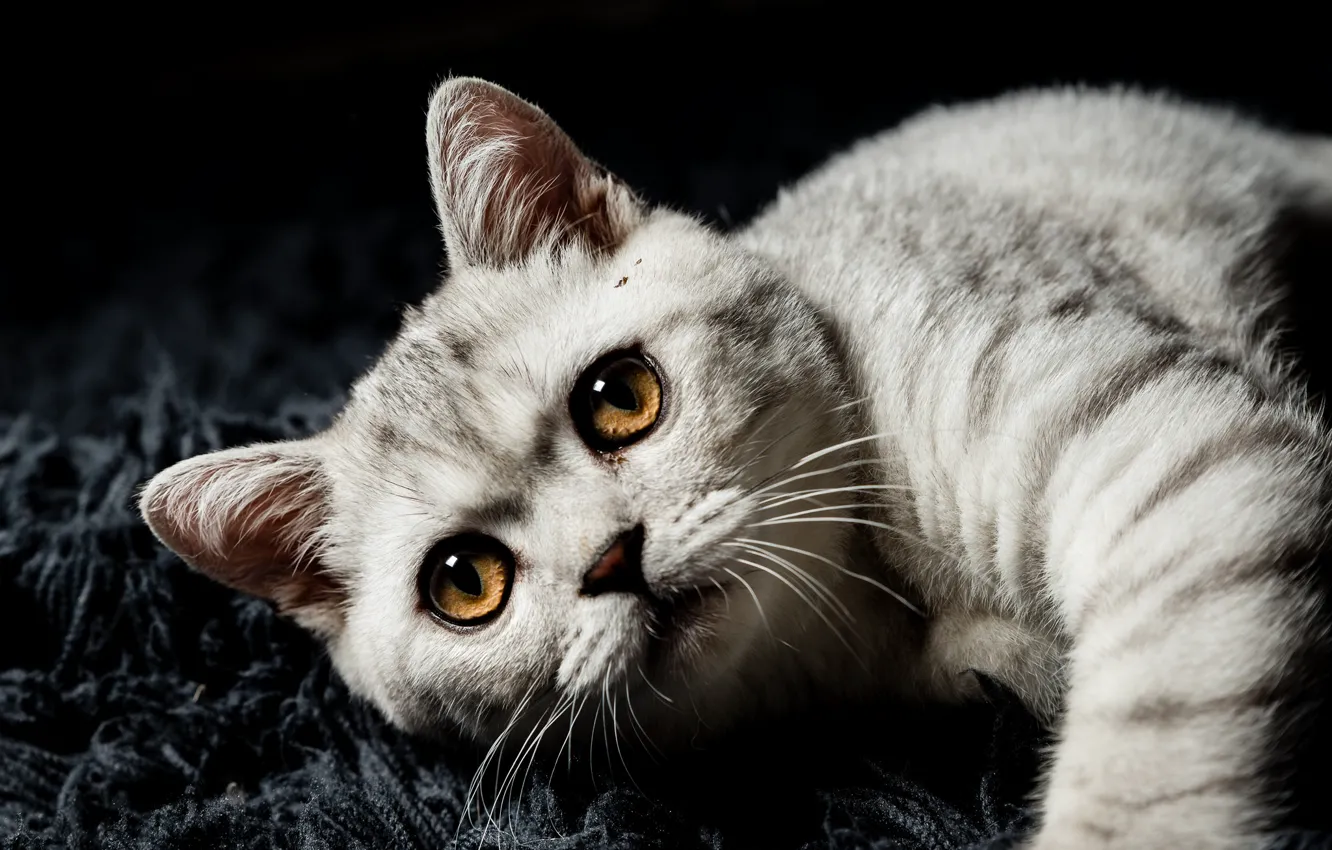 Photo wallpaper cat, look, pose, kitty, grey, portrait, pile, muzzle