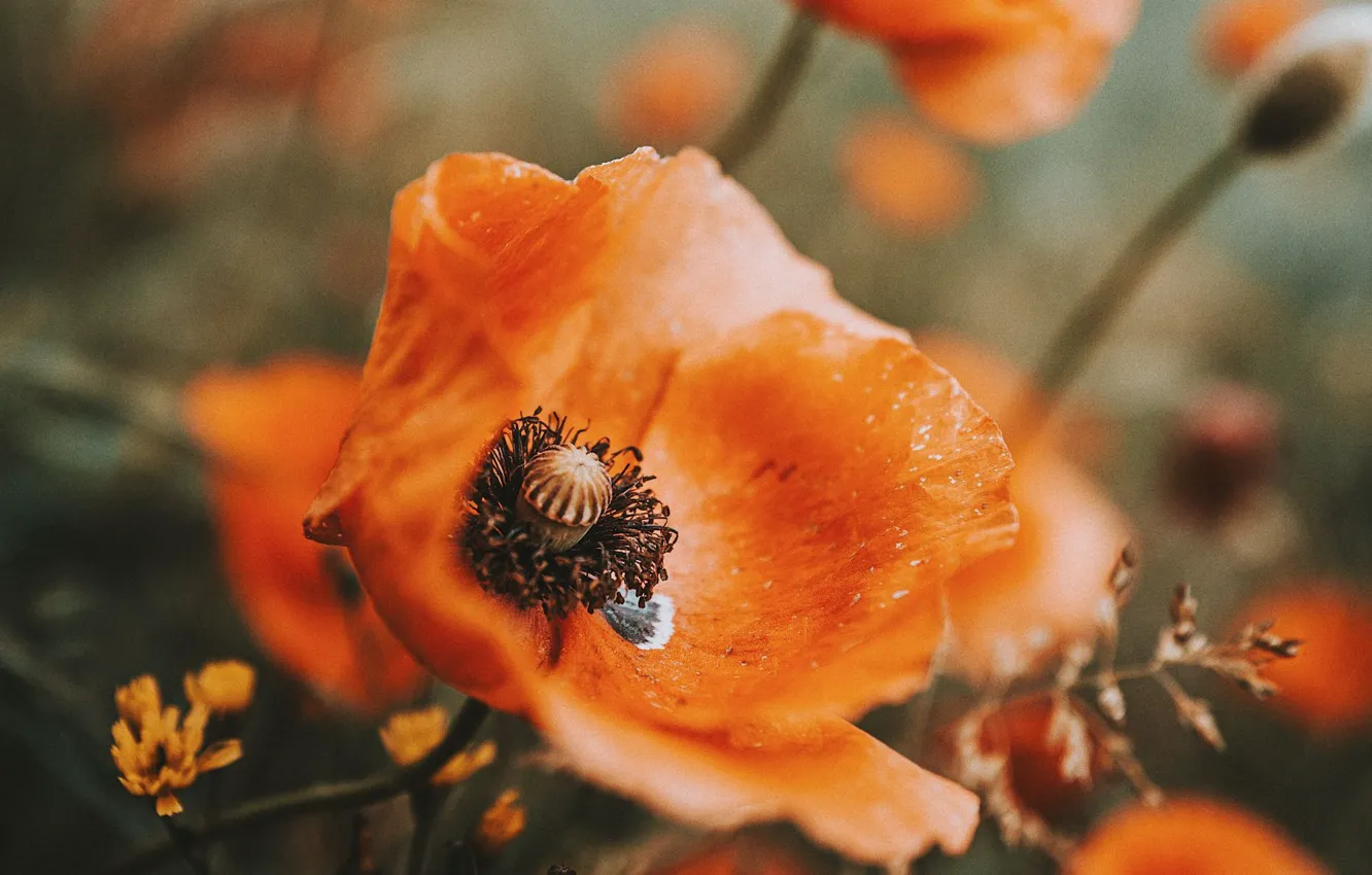 Photo wallpaper macro, Mac, petals, stamens, pistil