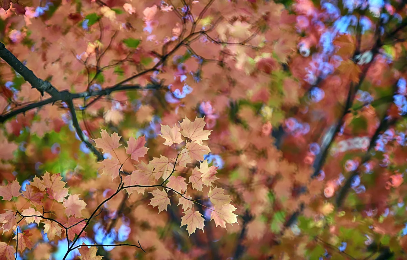 Photo wallpaper autumn, leaves, maple