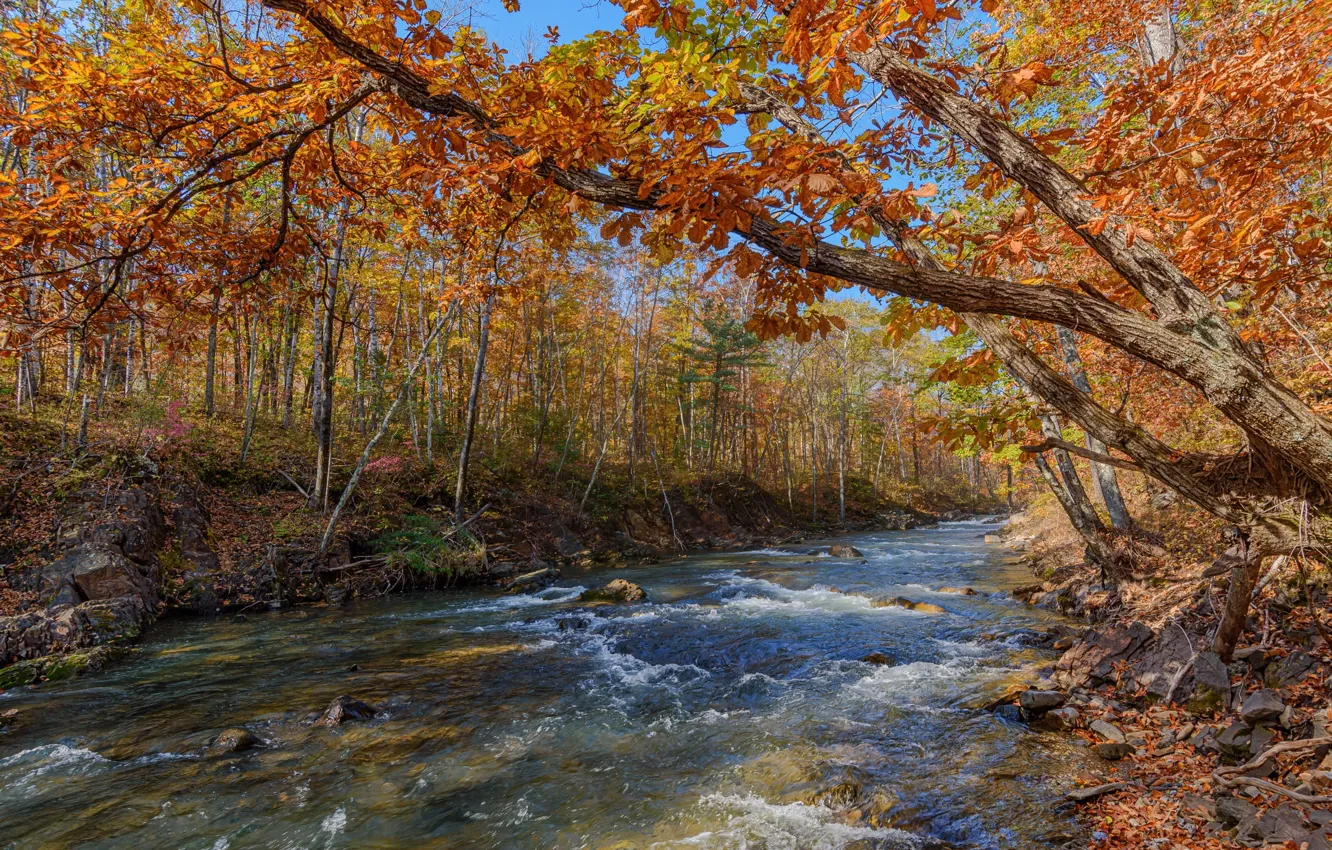 Photo wallpaper autumn, forest, foliage, pond