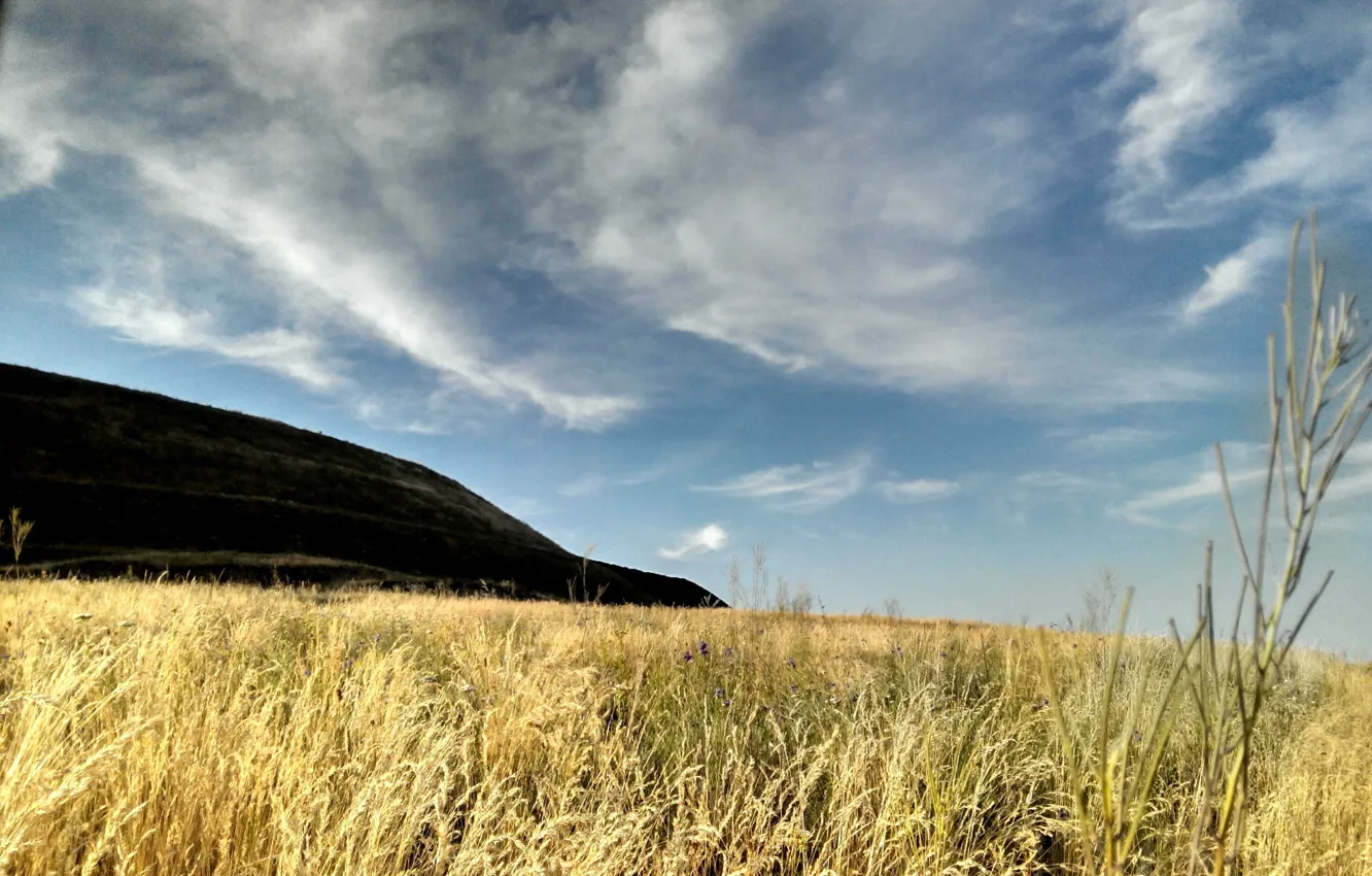 Photo wallpaper wheat, the sky, hill