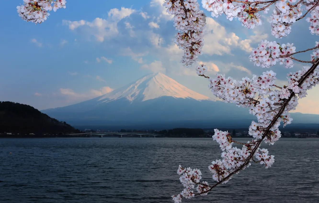 Photo wallpaper background, mountain, Sakura, flowering, Fuji