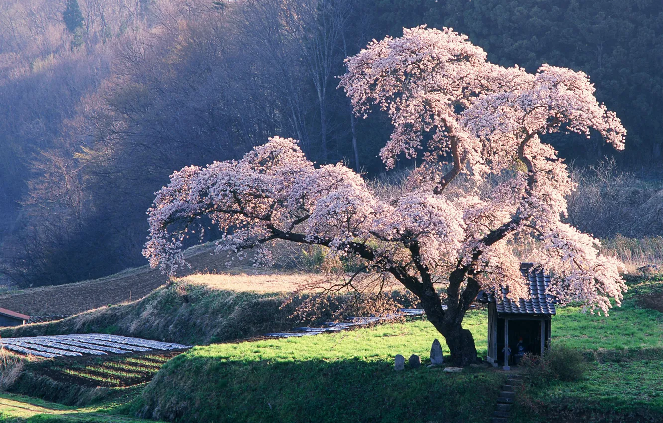 Photo wallpaper Tree, Sakura, the closet