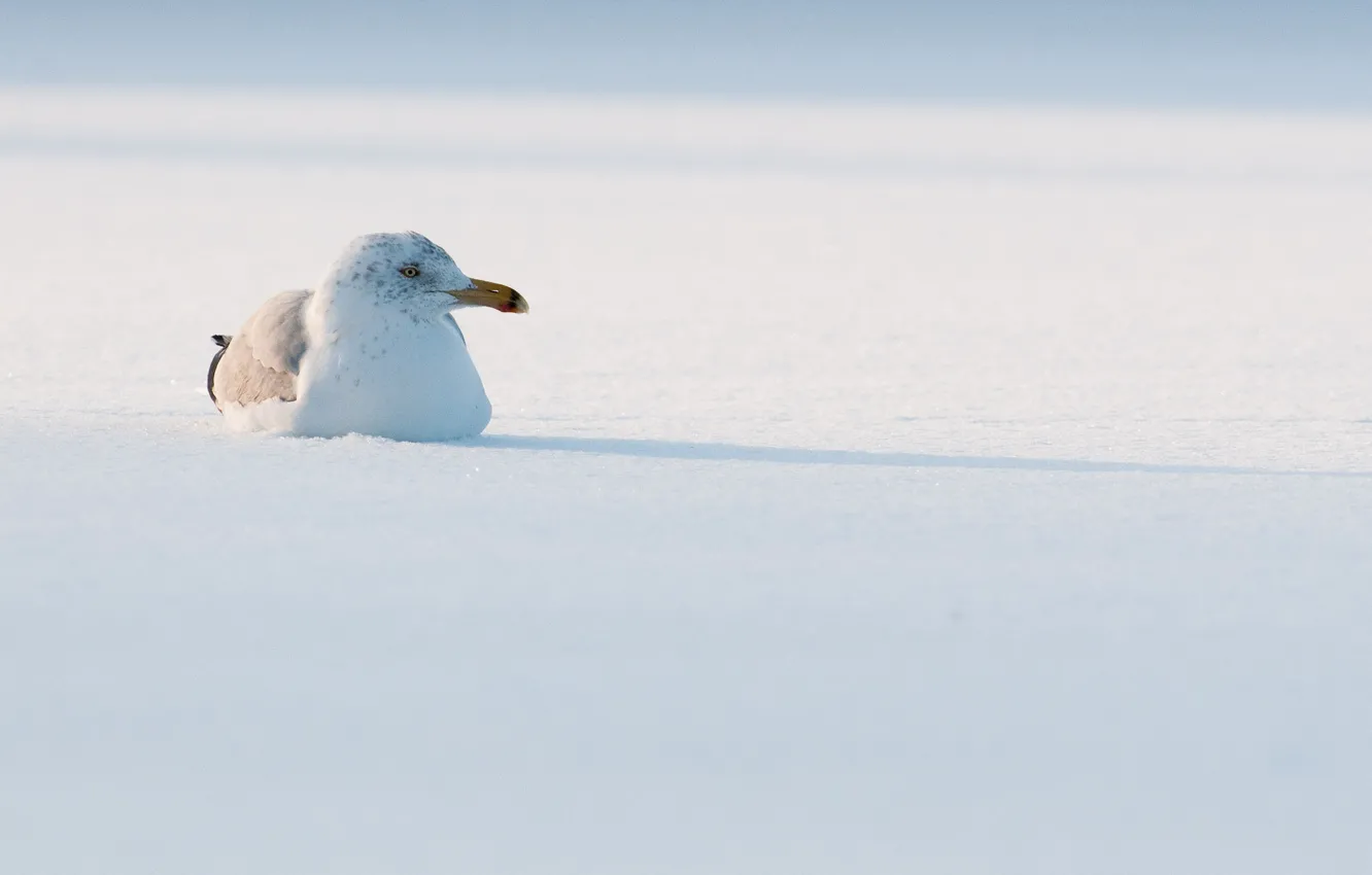 Photo wallpaper bird, winter, snow, sunlight, shadow, seagull, wildlife