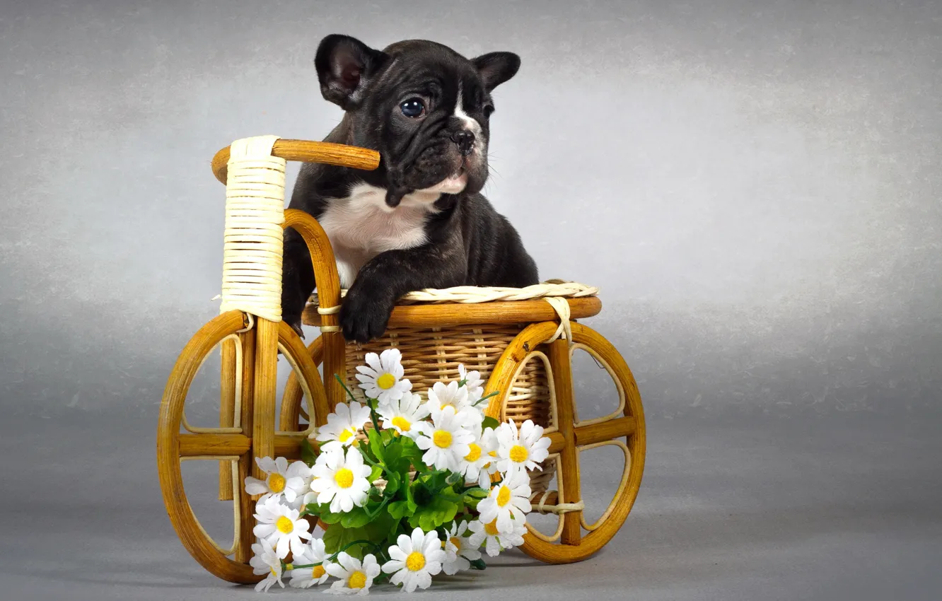 Photo wallpaper flowers, background, dog