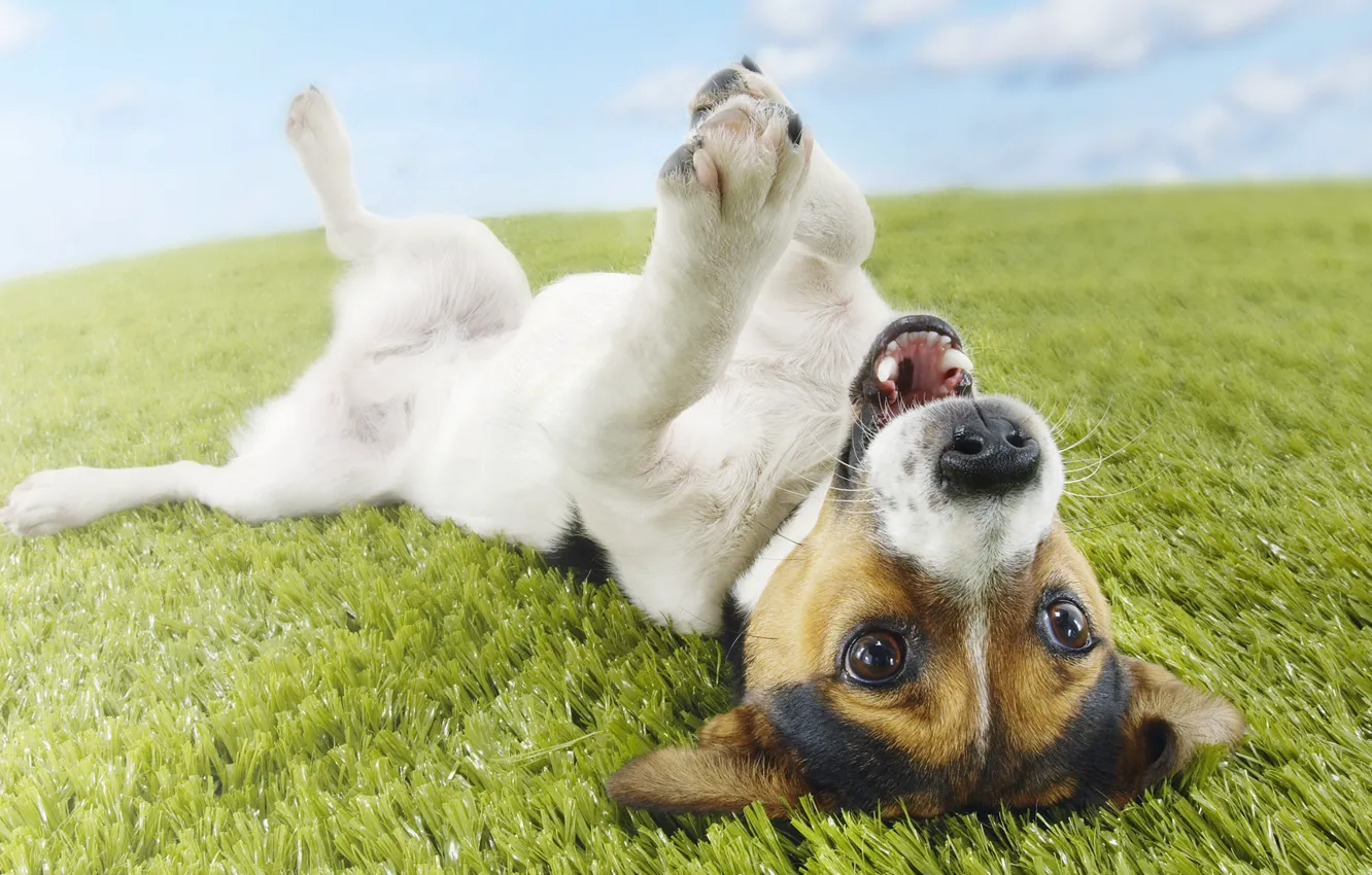 Photo wallpaper grass, dog, Jack Russell Terrier