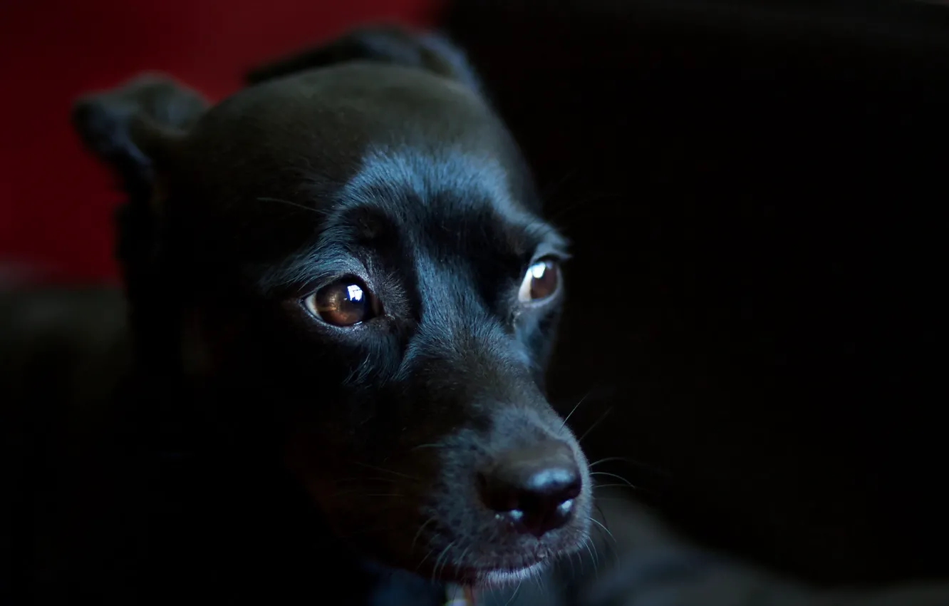 Photo wallpaper look, each, dog