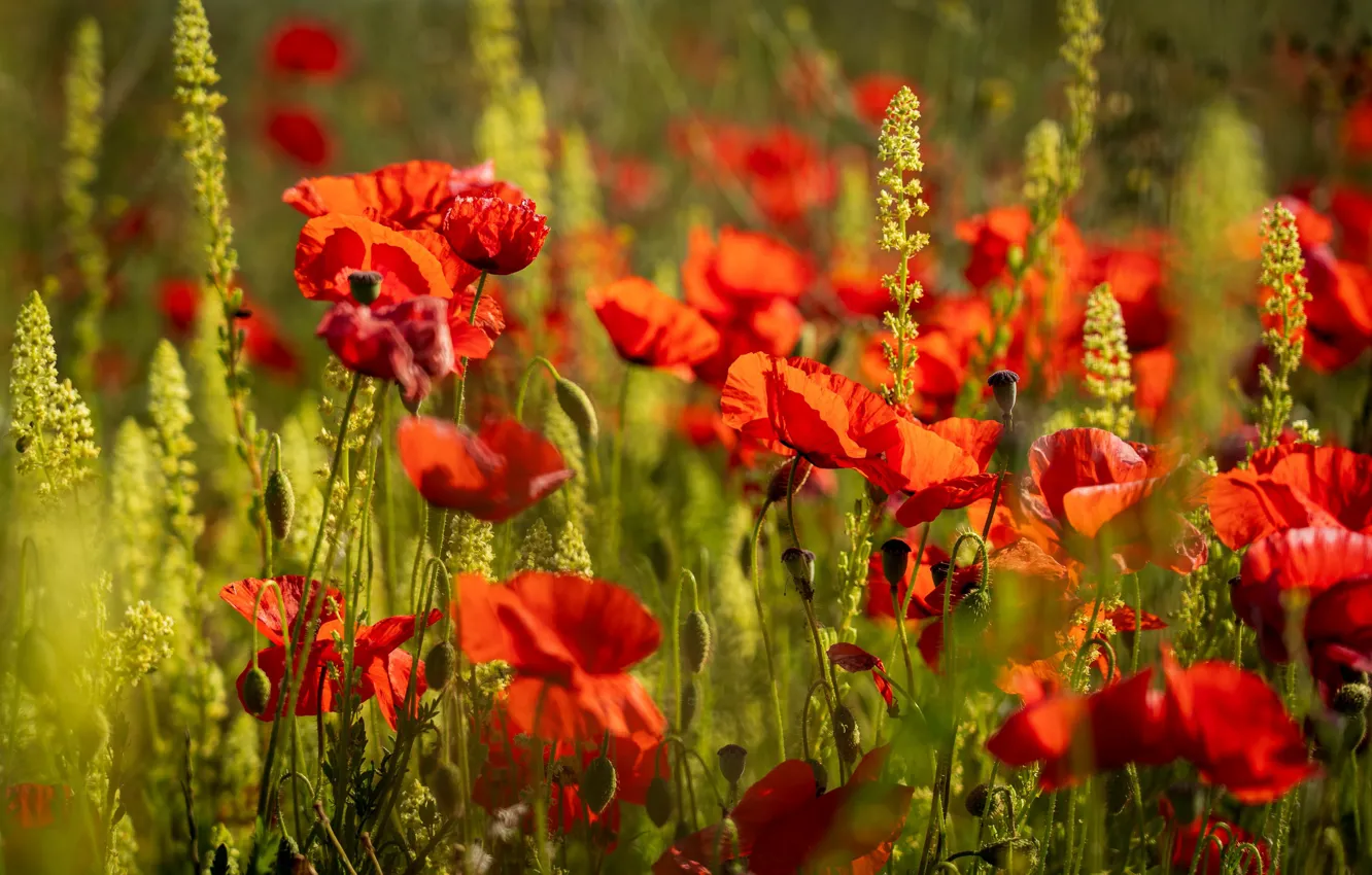 Photo wallpaper summer, light, flowers, yellow, red, bright, plant, Maki