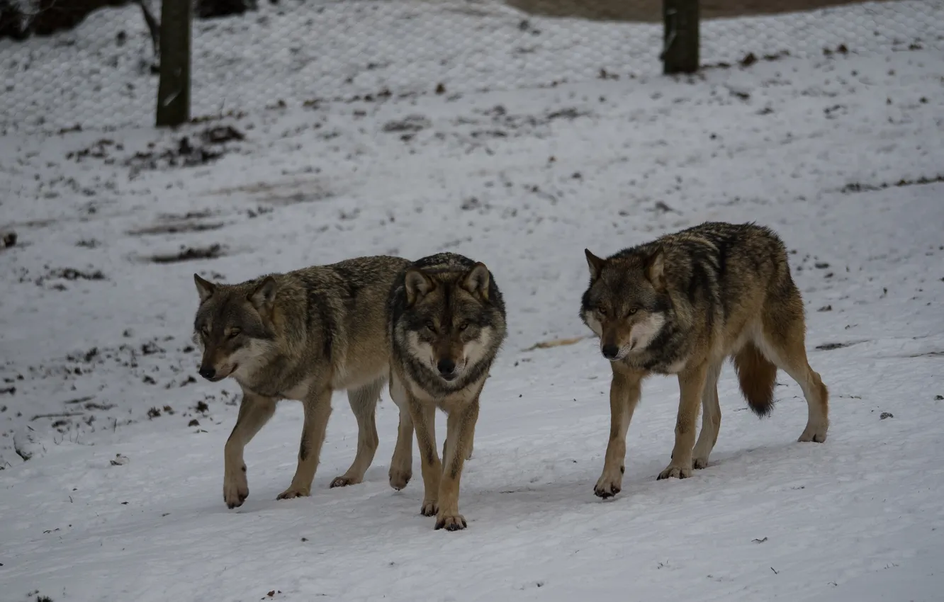 Photo wallpaper snow, wolves, trio