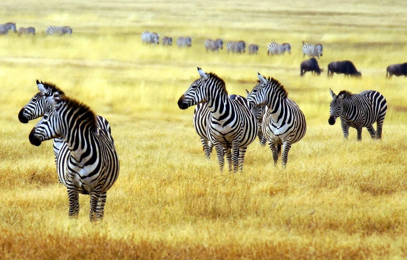 Photo wallpaper animals, savanna, zebras