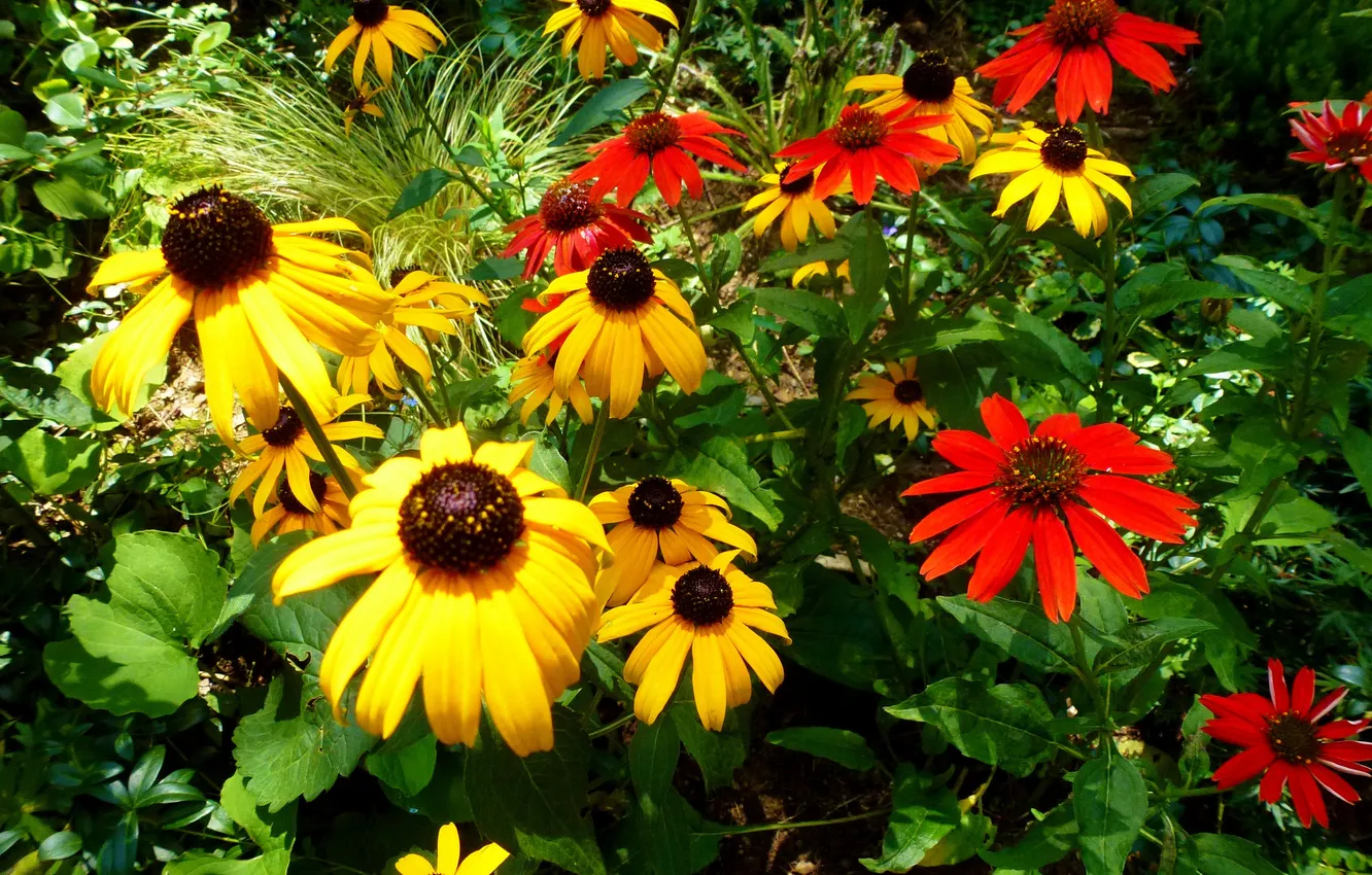 Photo wallpaper leaves, nature, petals, garden, Echinacea