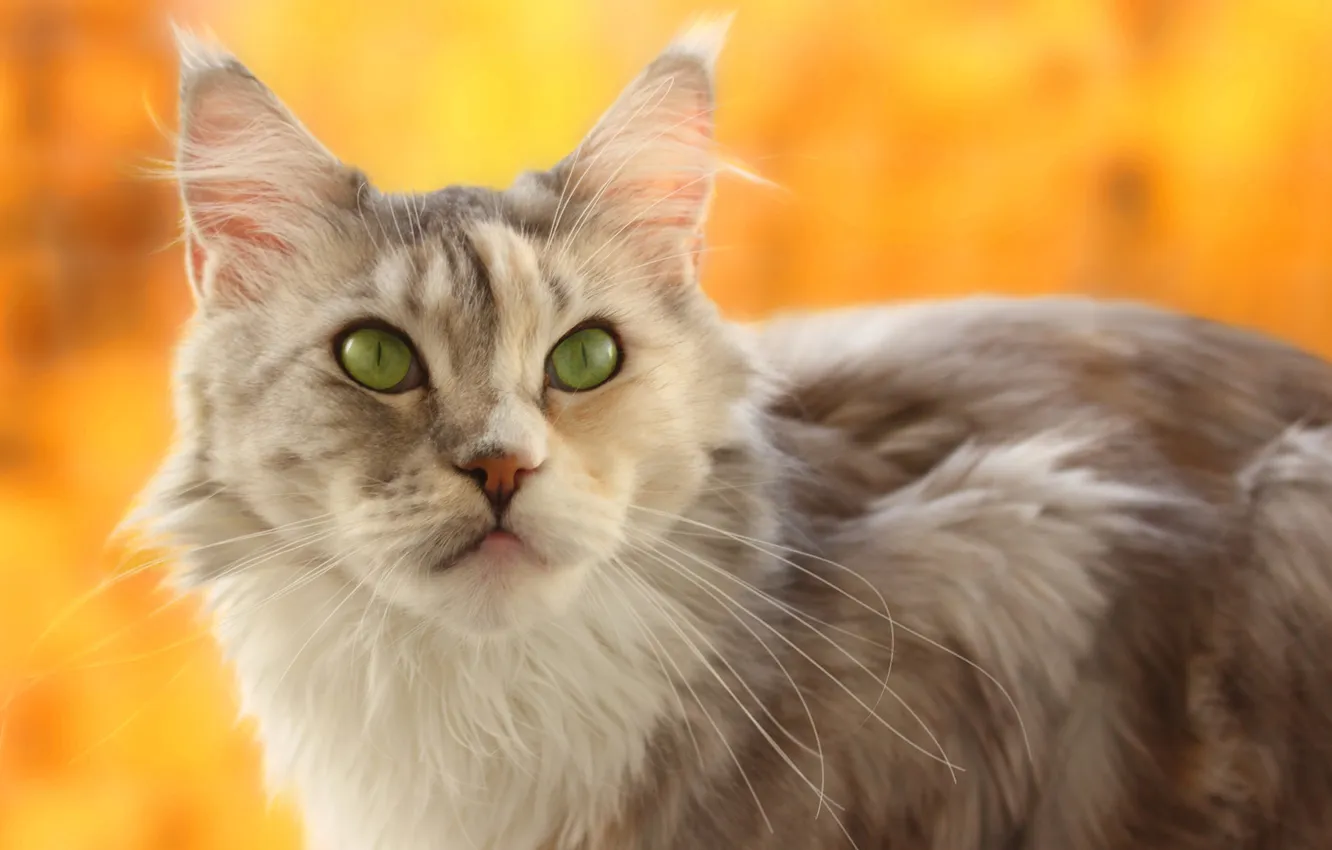 Photo wallpaper cat, face, blur, yellow background