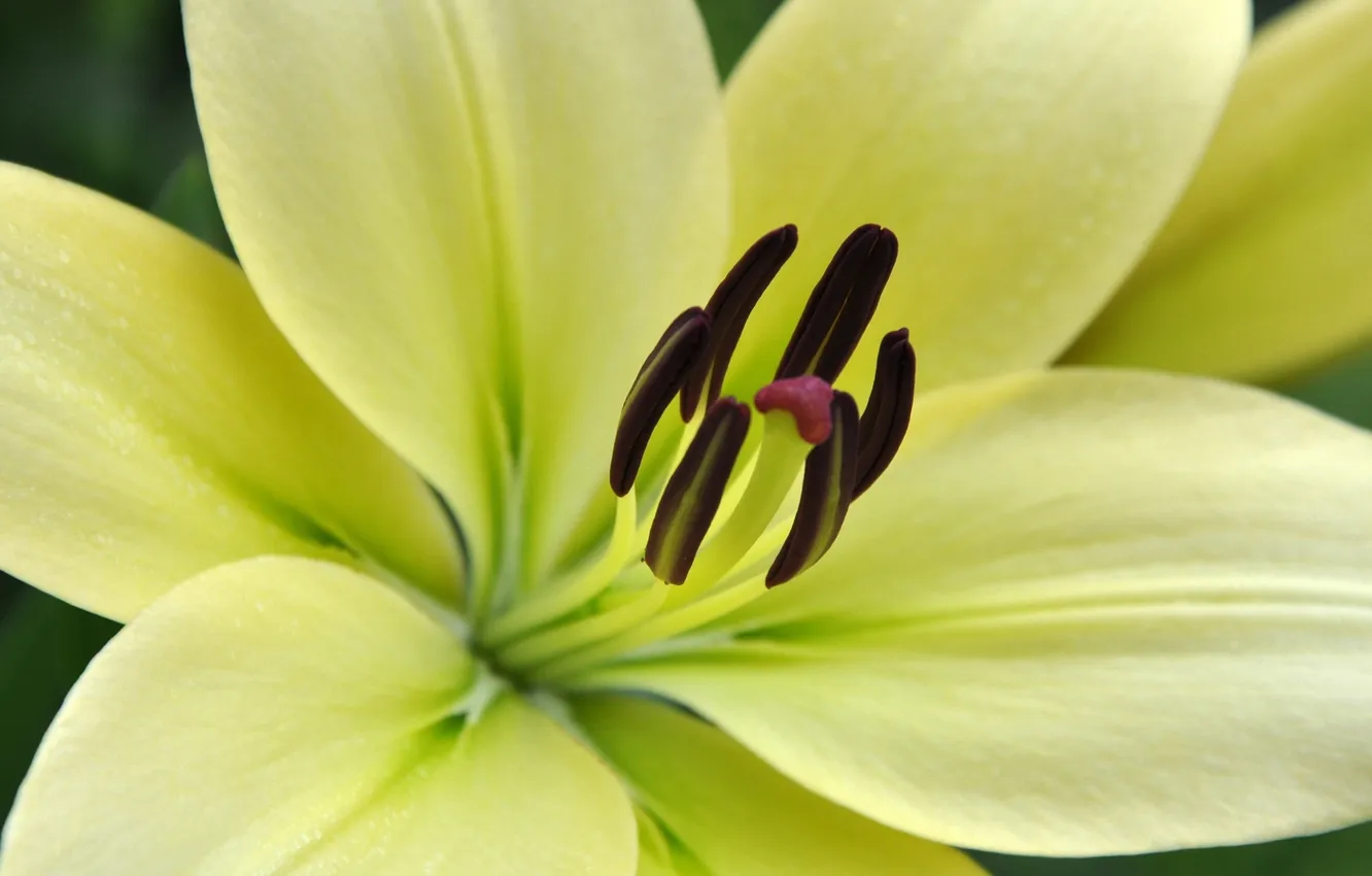 Photo wallpaper flower, yellow, Lilium white