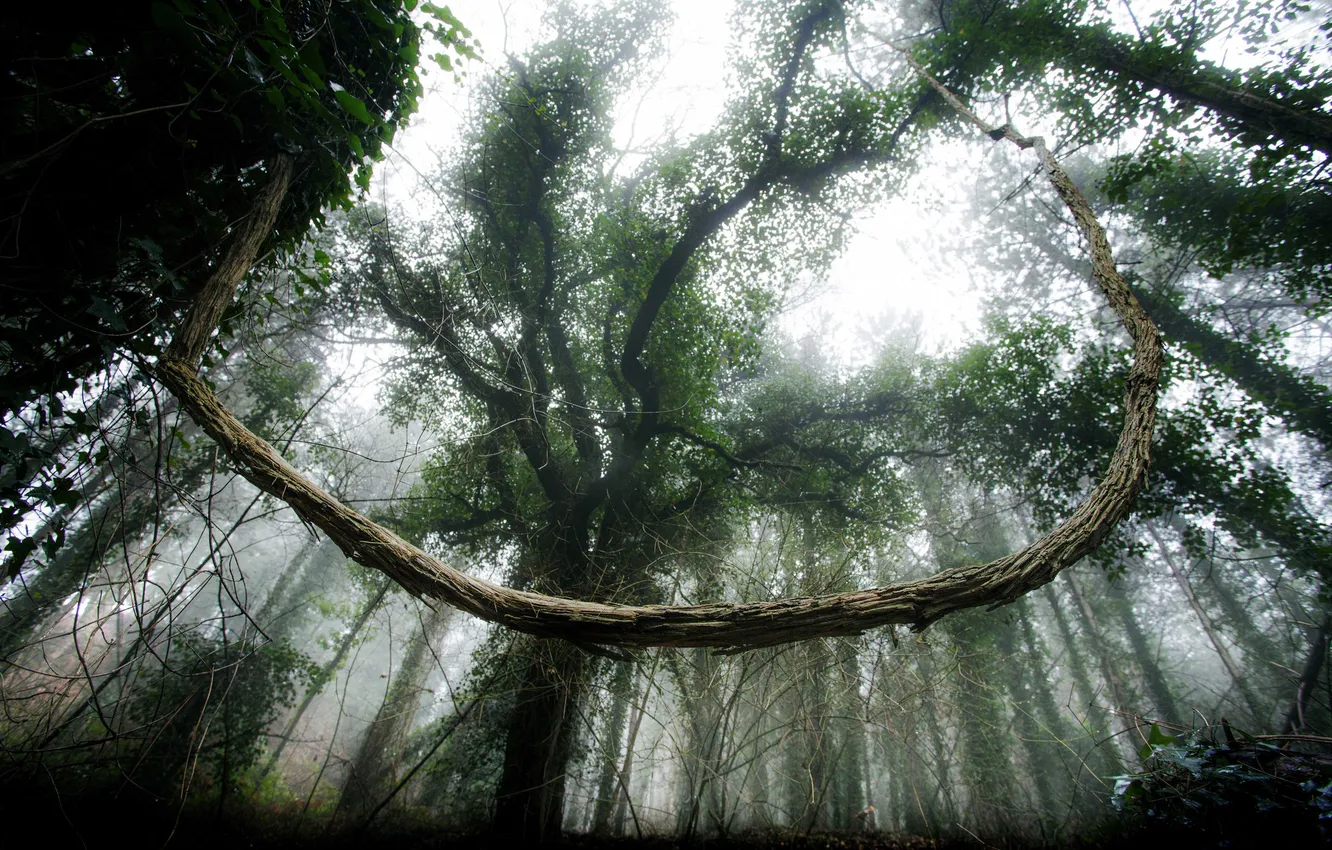 Photo wallpaper forest, the sky, nature, trees. leaves