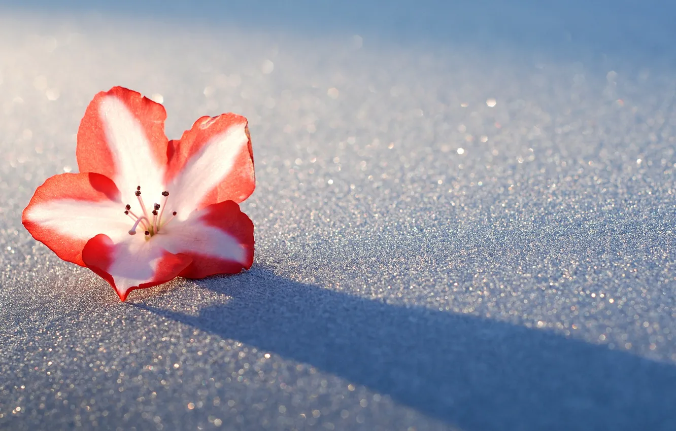 Photo wallpaper flower, light, snow, shadow, Azalea