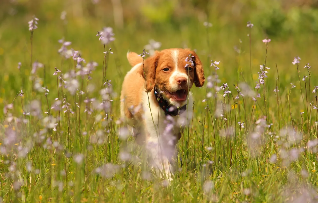 Photo wallpaper flowers, dog, meadow, puppy, walk, pointing dog, Epagnol Breton, The Brittany