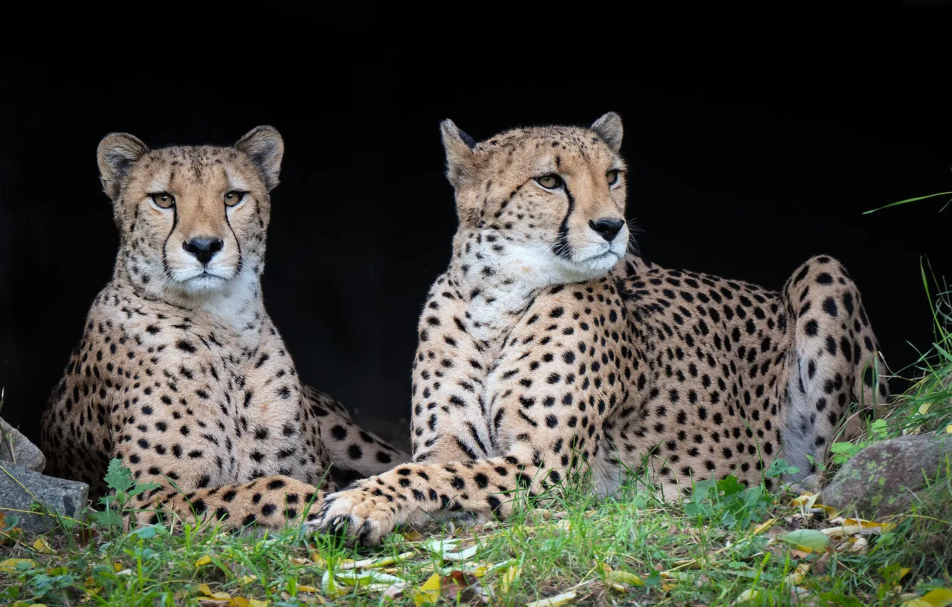 Wallpaper look, nature, pose, Cheetah, muzzle, cheetahs, two Cheetah ...