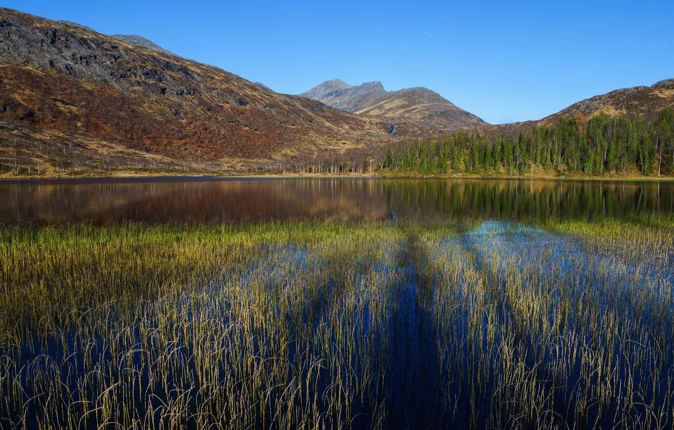 Photo wallpaper forest, mountains, thickets, pond, shore.